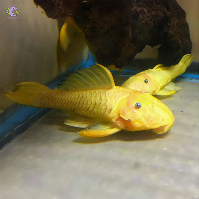 Cá L56y Yellow Chubby Pleco-2