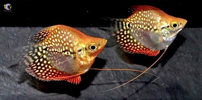 Cá Mã Giáp Short Hoàng Kim-2