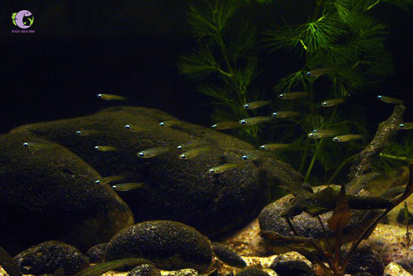 Cá Mắt Đèn-2