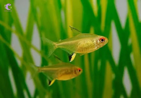 Cá Mắt Ngọc-1