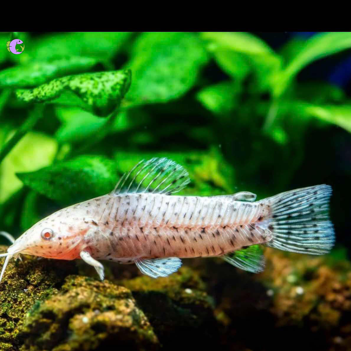 Cá Mèo Hoplo Albino - 1