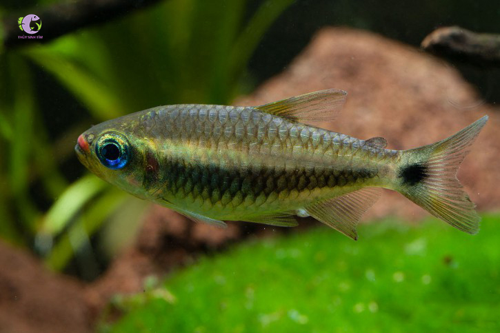 Cá Môi Đỏ-1