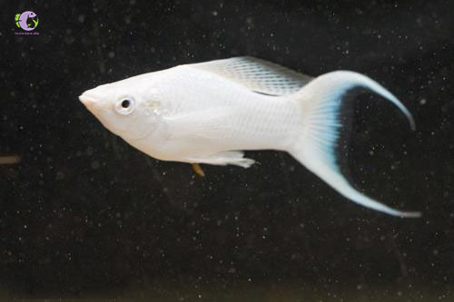 Cá Molly Platinum-1