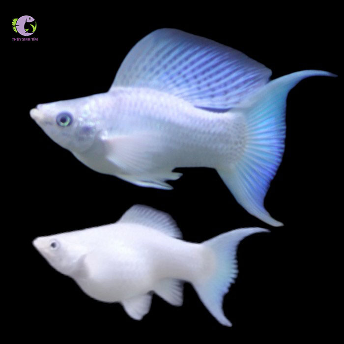 Cá Molly Platinum-2