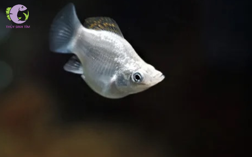 cá Molly Super Short 1