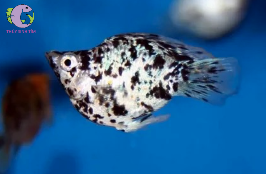 cá Molly Super Short 2