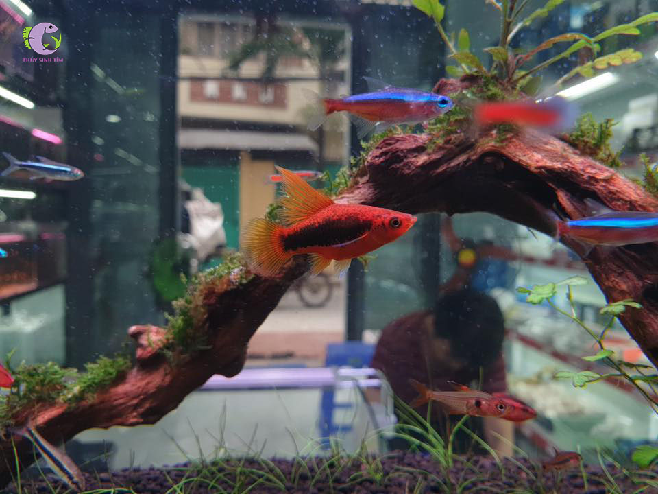 Cá Mún Kim Sa Dài-3