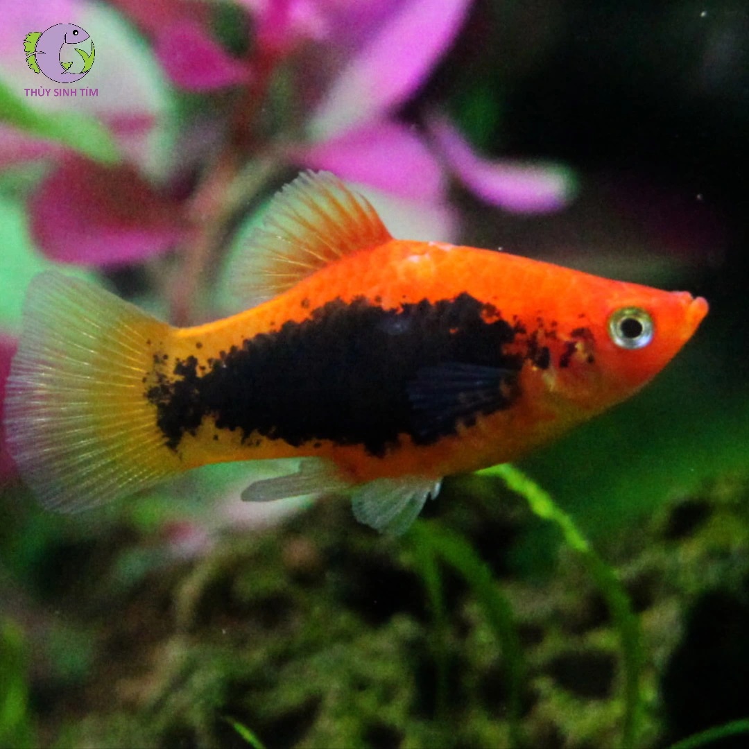 Cá Mún Kim Sa Dài-2