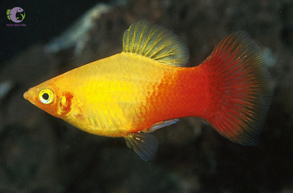 cá mún uyên ương - 2