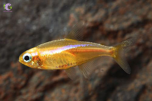 Cá Neon Gold Tetra-1