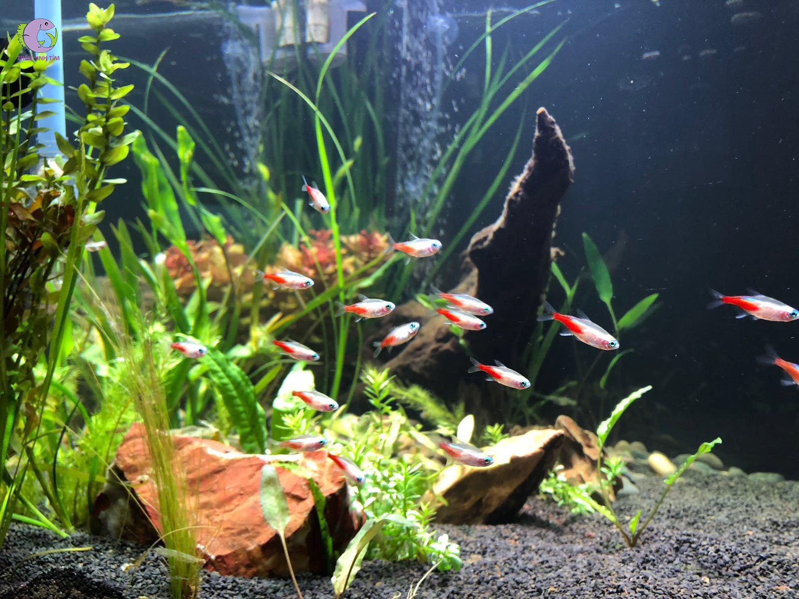 Cá Neon Gold Tetra-2