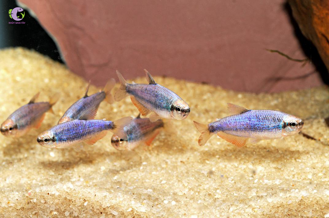 Cá Neon Hoàng Đế Tím-2