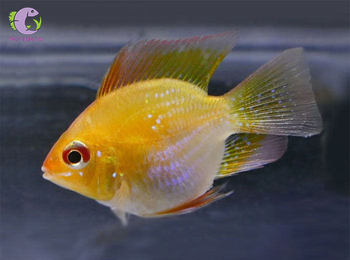 cá phượng hoàng balloom ram-1