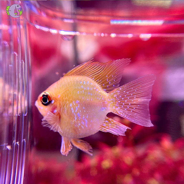 cá phượng hoàng balloom ram-2
