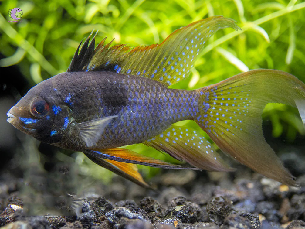 Cá Phượng Hoàng Black Ram-1