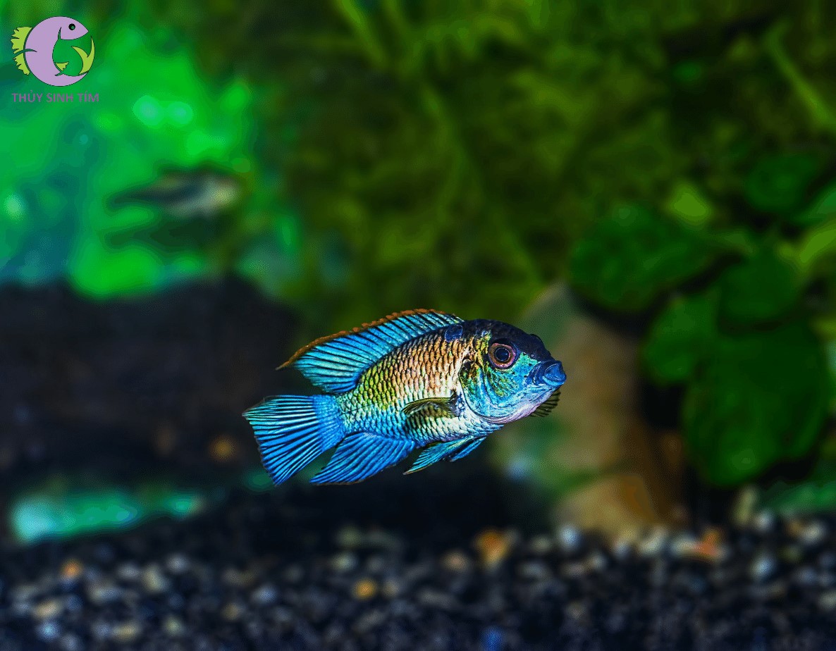 Phượng hoàng blue Acara - 1