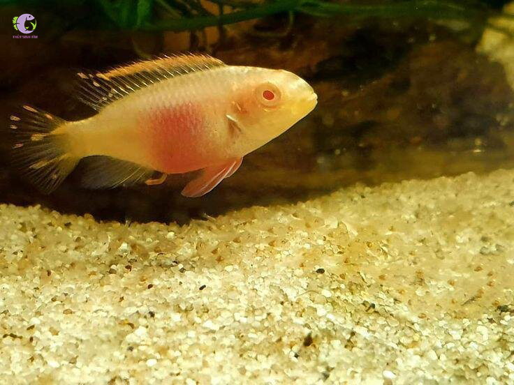 Cá Phượng Hoàng Bụng Lửa Albino-1