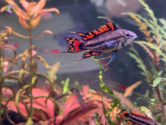 Cá Phượng Hoàng Caca-2