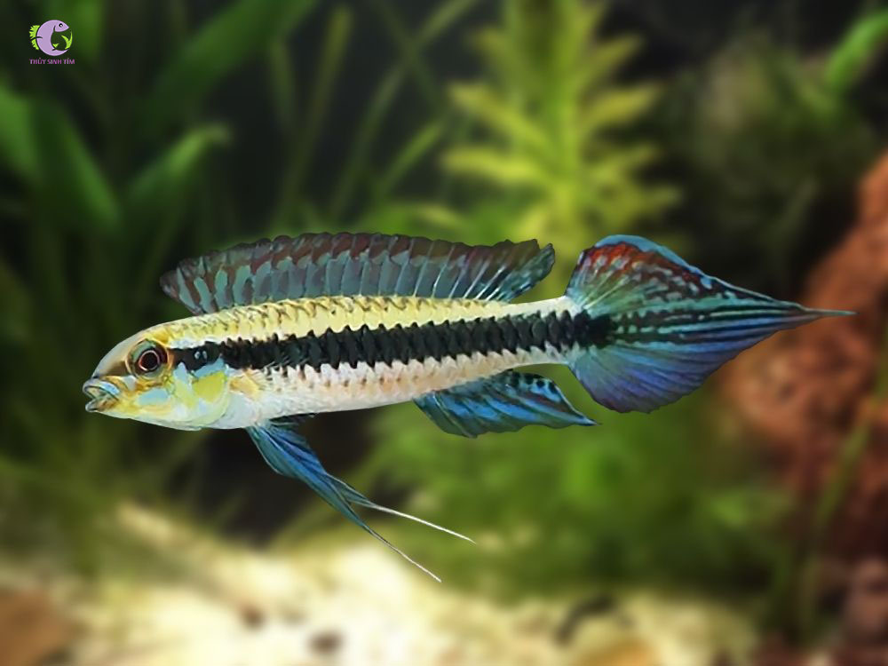 Cá Phượng Hoàng Candidi-1