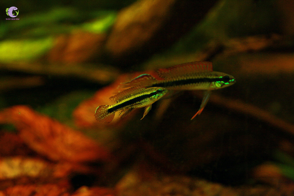 Cá Phượng Hoàng Candidi-2