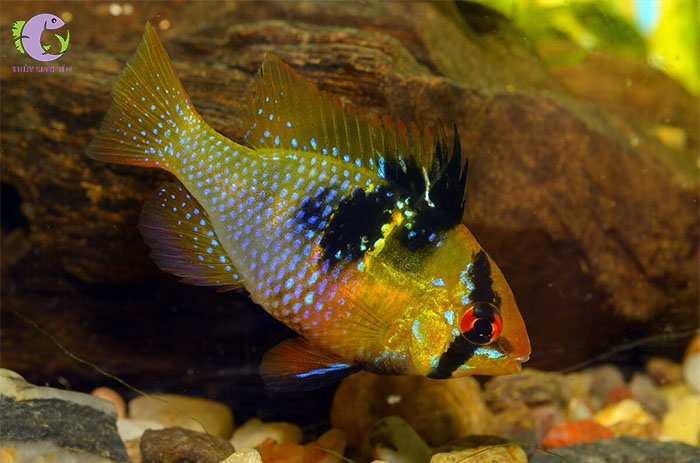 cá phượng hoàng ngũ sấc-1