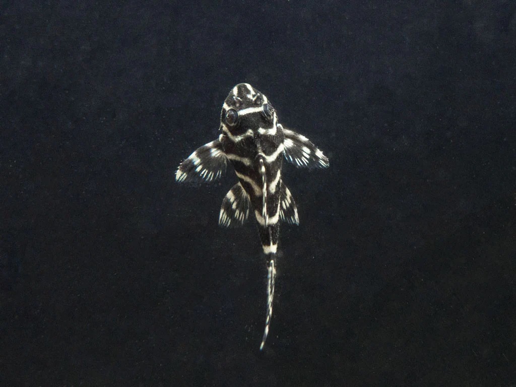 Cá L333 King Tiger Pleco-1