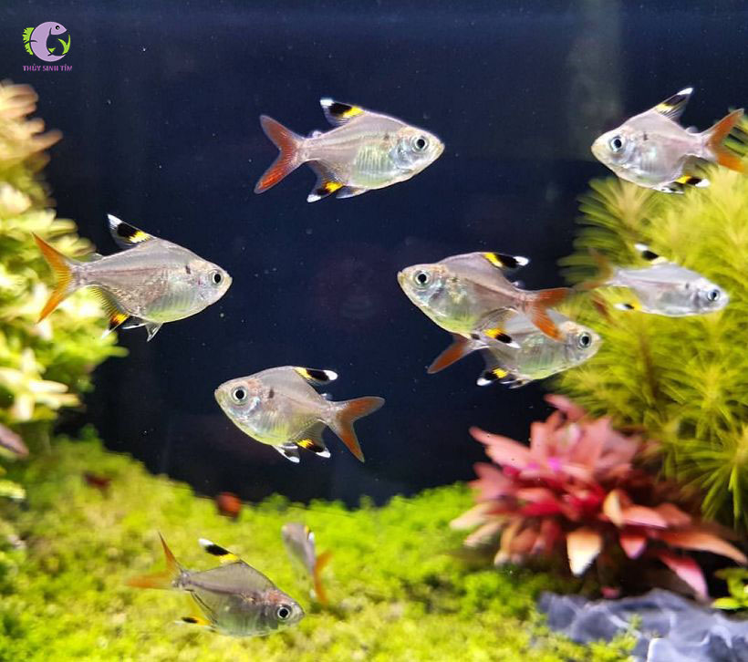 Cá Pritella Tetra (Kì Tròn)-1
