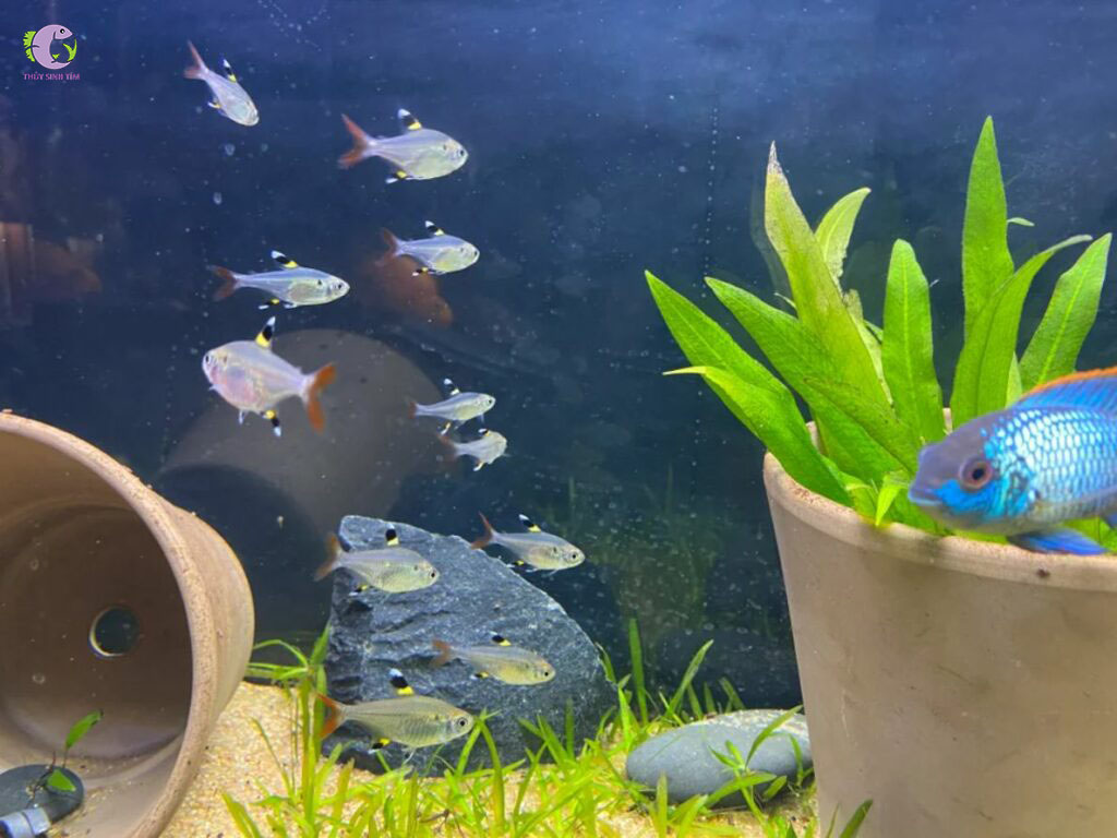 Cá Pritella Tetra (Kì Tròn)-2