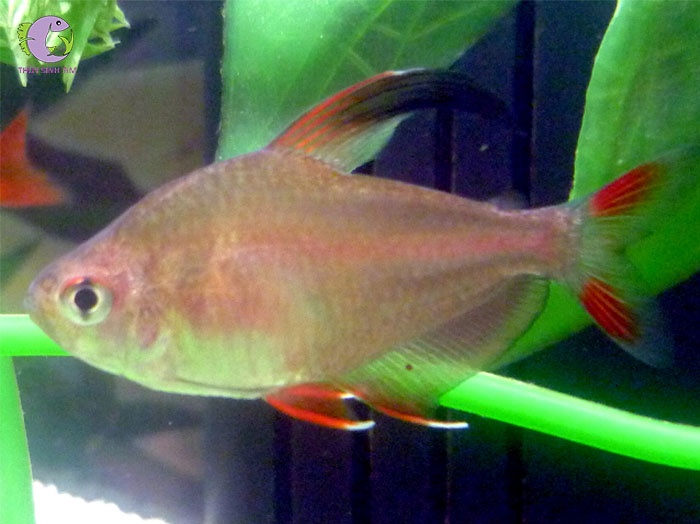 cá rosy tetra-1