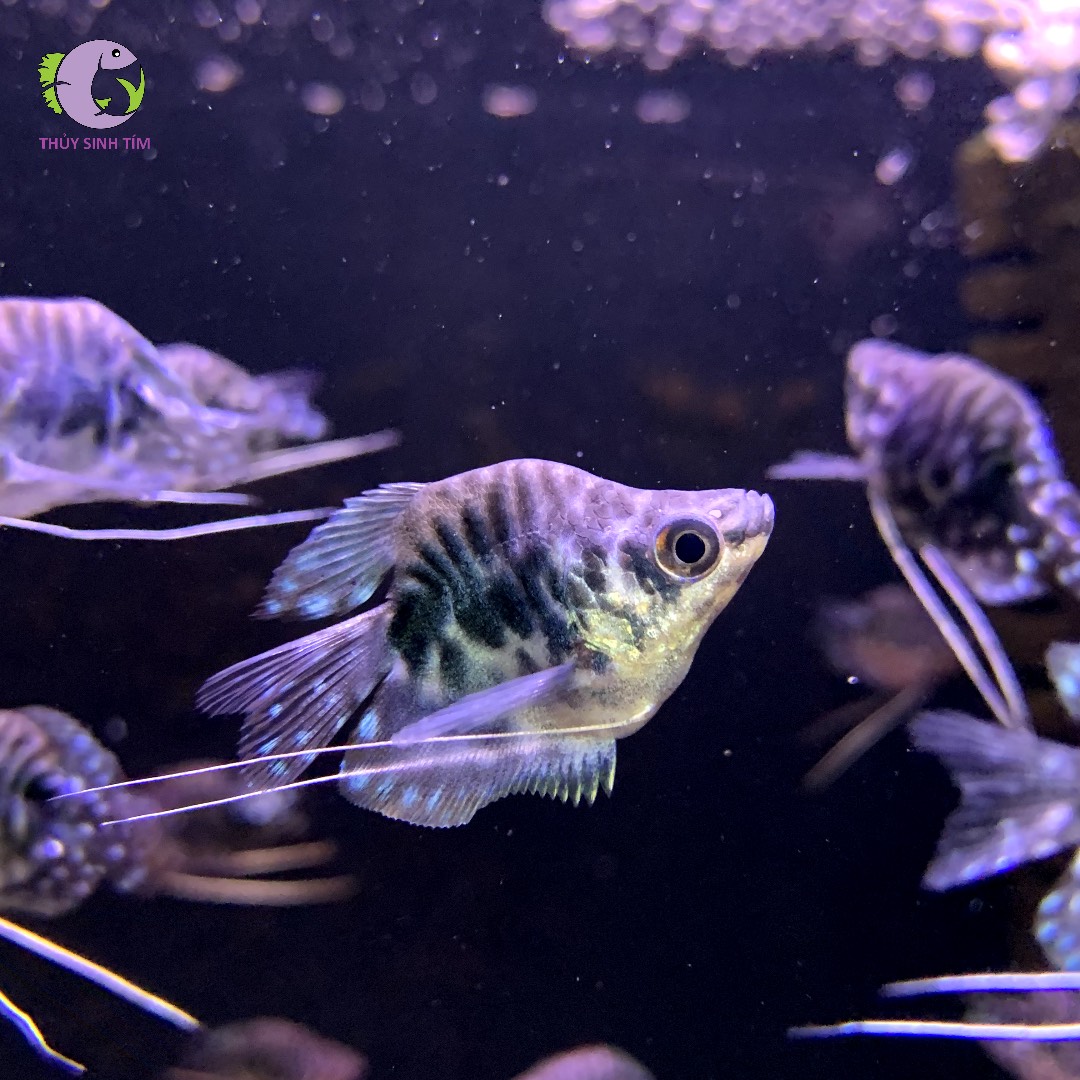 cá Sặc Cẩm Thạch Short 1