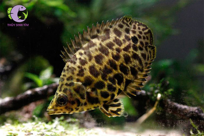cá sặc da báo -2