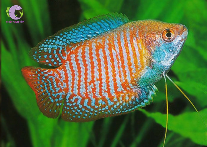 cá sặc gấm -1
