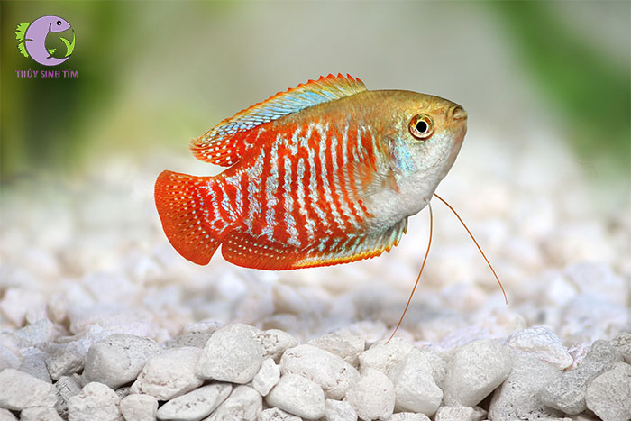 cá sặc gấm -2