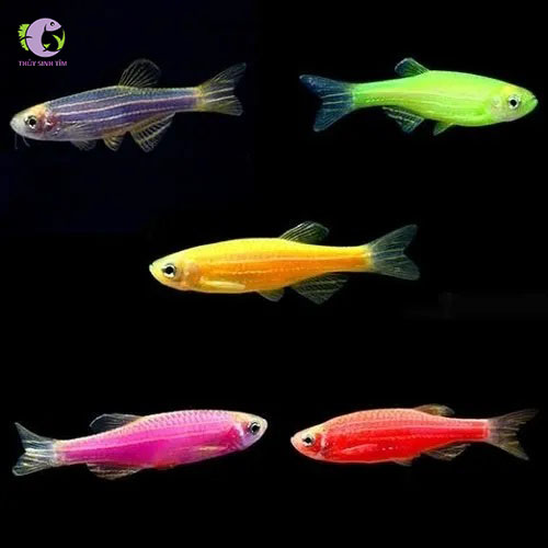 Cá Sọc Ngựa Vi Ngắn-2