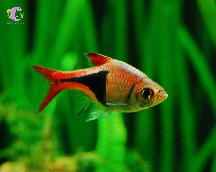 cá tam giác vua - 3