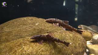 Cá Thằn Lằn Đỏ-2