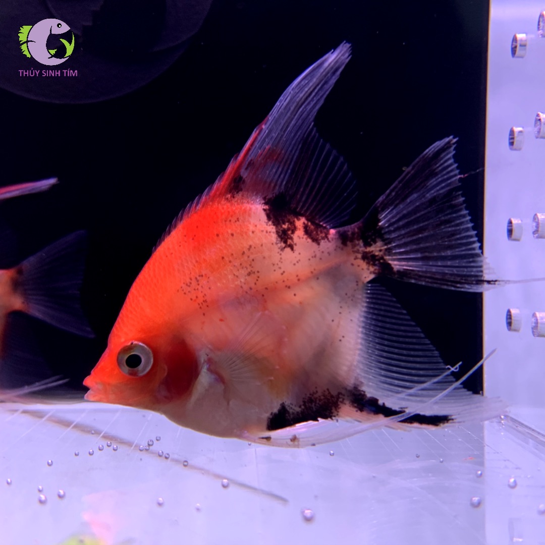 cá Thần Tiên Red Devil hạng B 2