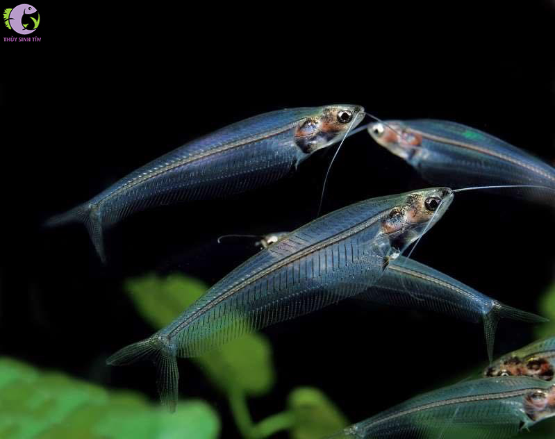 Cá Thuỷ Tinh- 1