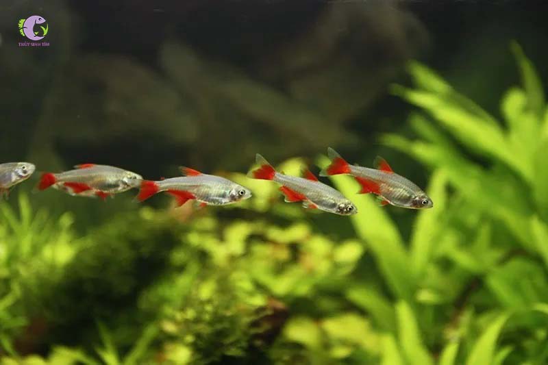 Cá Thủy Tinh Đuôi Đỏ-1