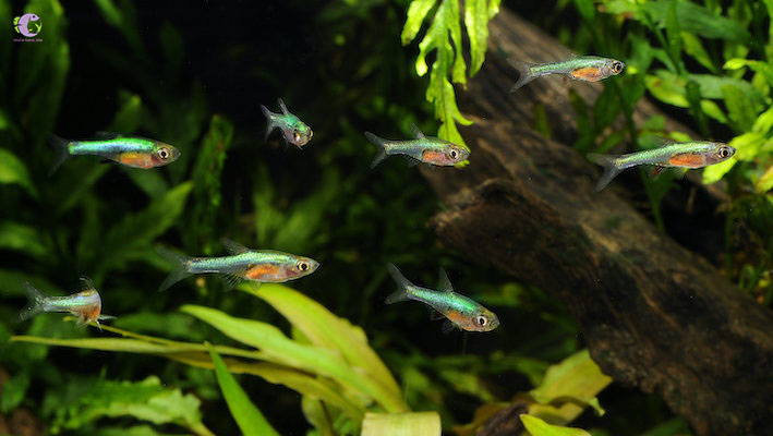 Cá Trâm Blue Axelrodi-2