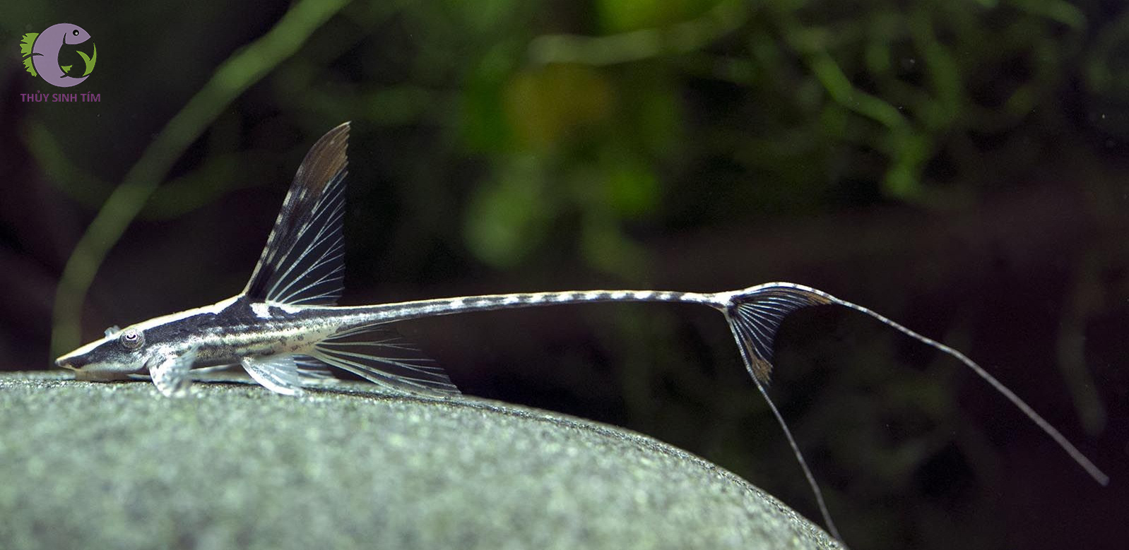 cá trực thăng đen Royal Farlowella Whiptail Catfish - 2
