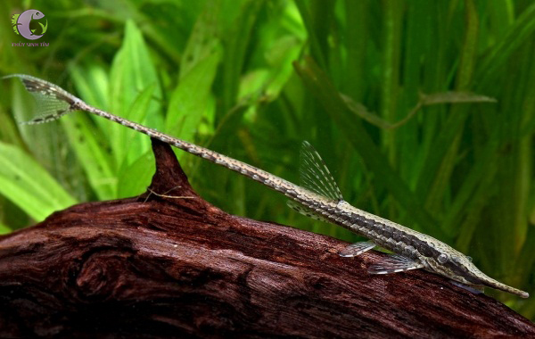 cá trực thăng mũi dài farlowella acus - 1