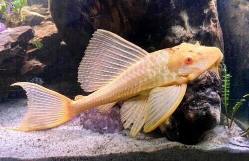 Cá Tỳ Bà Beo Albino-2