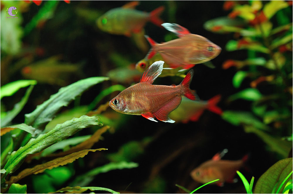 Cá White Fin Tetra-1