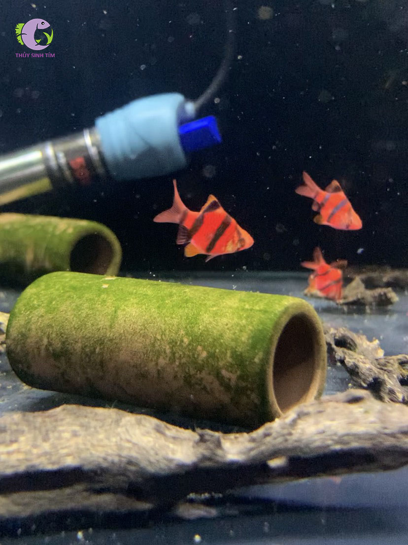 Cá Xecan Đỏ Short Body-2