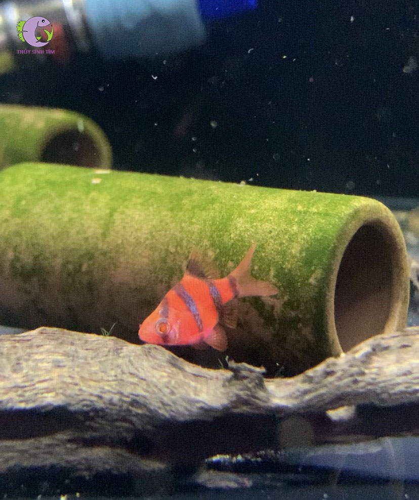 Cá Xecan Đỏ Short Body-1