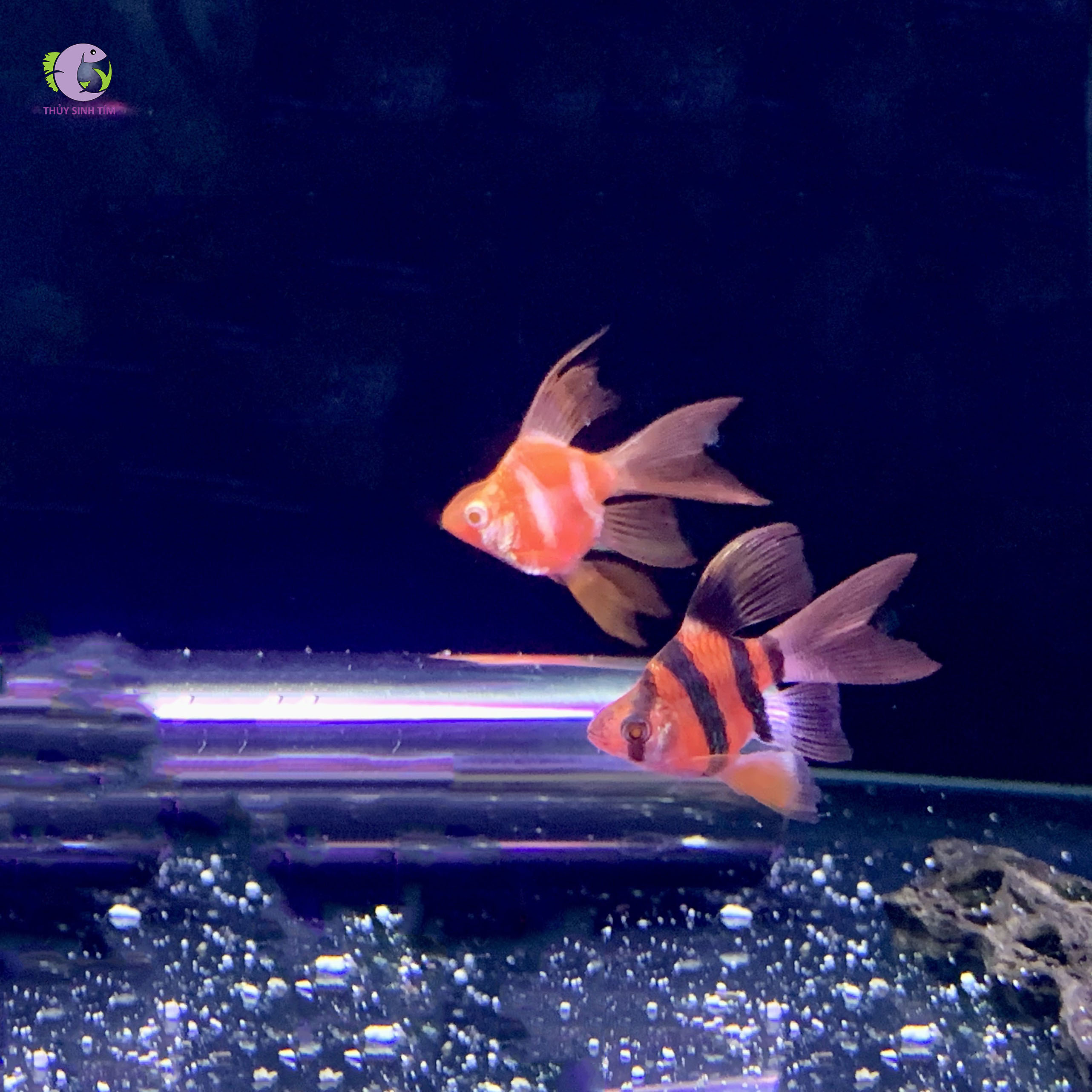 Cá Xecan Đỏ Short Longfin-1