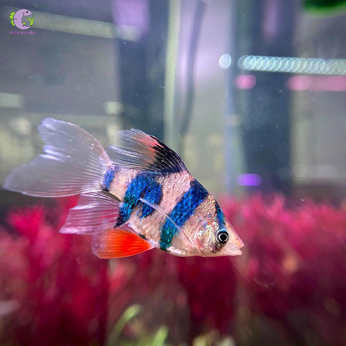 cá xecan vây dài-1