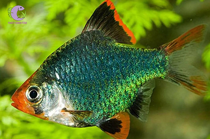 cá xecan xanh-2