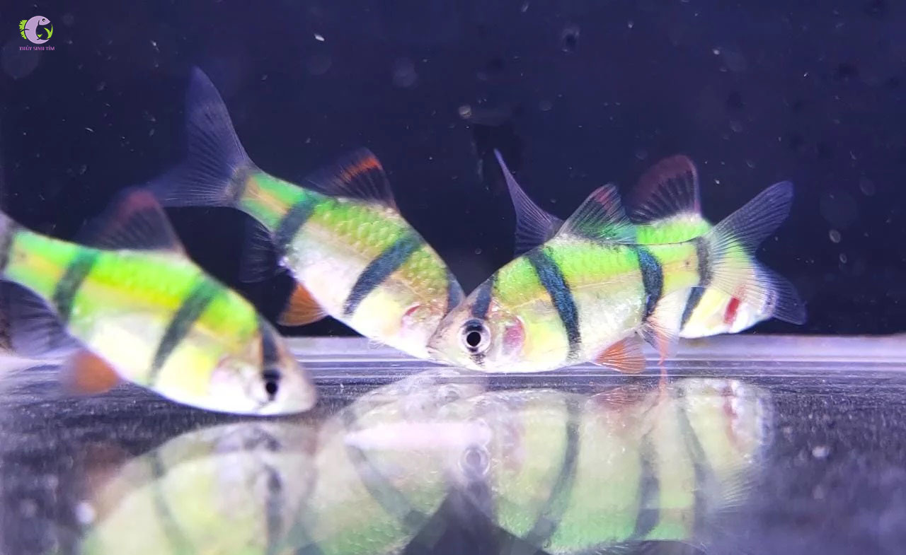 Cá Xecan Dạ Quang-1